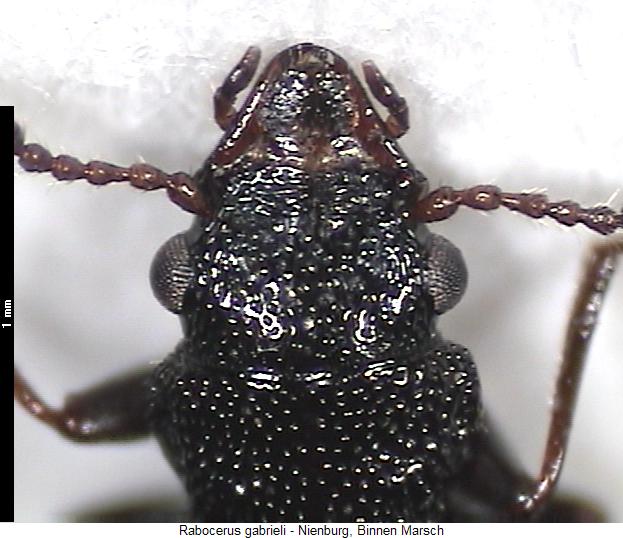 rabocerus_gabrieli_vk.jpg