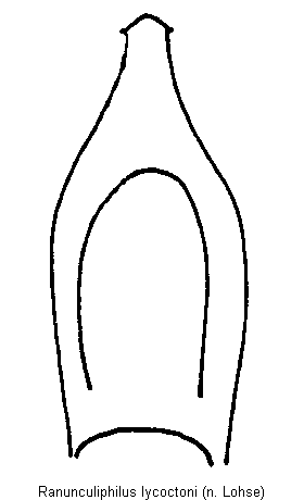 ranunculiphilus_lycoctoni.gif