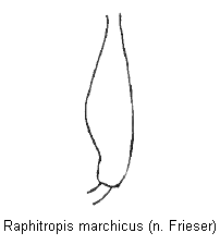 raphitropis_marchicus_mschl.gif