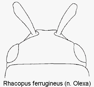 rhacopus_ferrugineus_k.gif