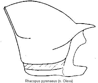 rhacopus_pyrenaeus_hsch.gif