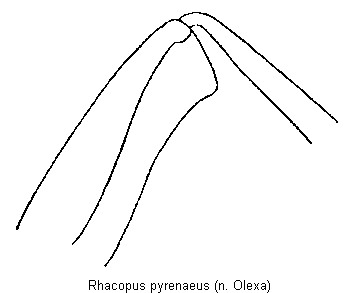 rhacopus_pyrenaeushschl.gif