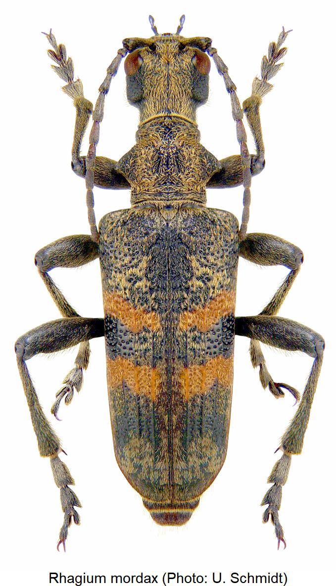 rhagium_mordax_hab1.jpg