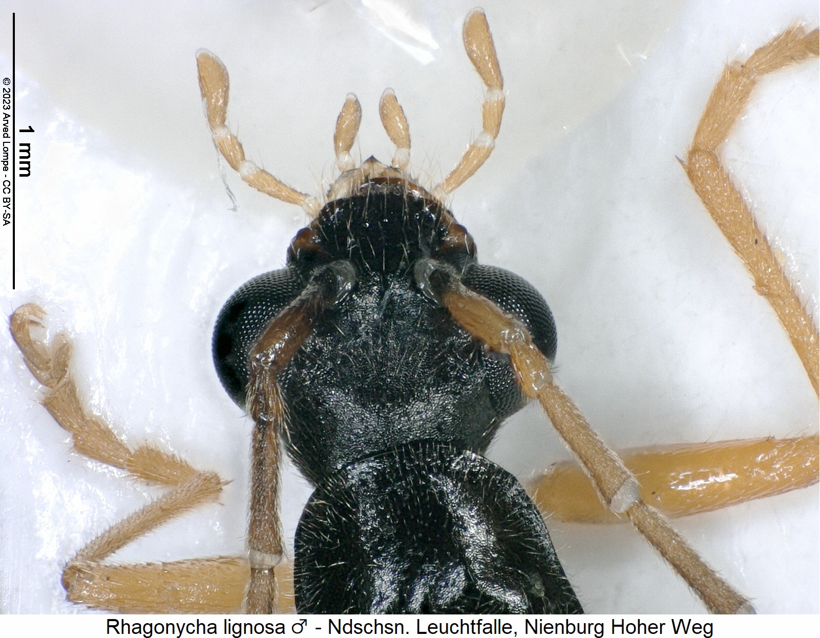rhagonycha_lignosa_m_k.jpg