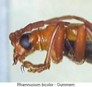 rhamnusium_bicolor_vk.jpg