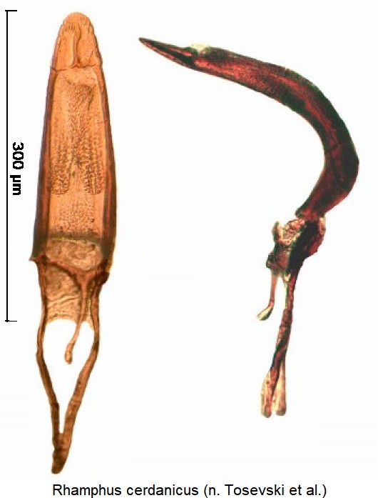 rhamphus_cerdanicus-1.jpg