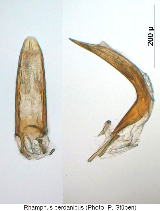 rhamphus_cerdanicus.jpg