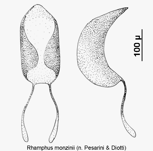 rhamphus_monzinii.gif
