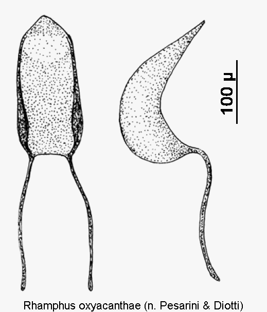 rhamphus_oxyacanthae1.gif