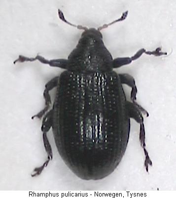 rhamphus_pulicarius_hab-20250102.jpg