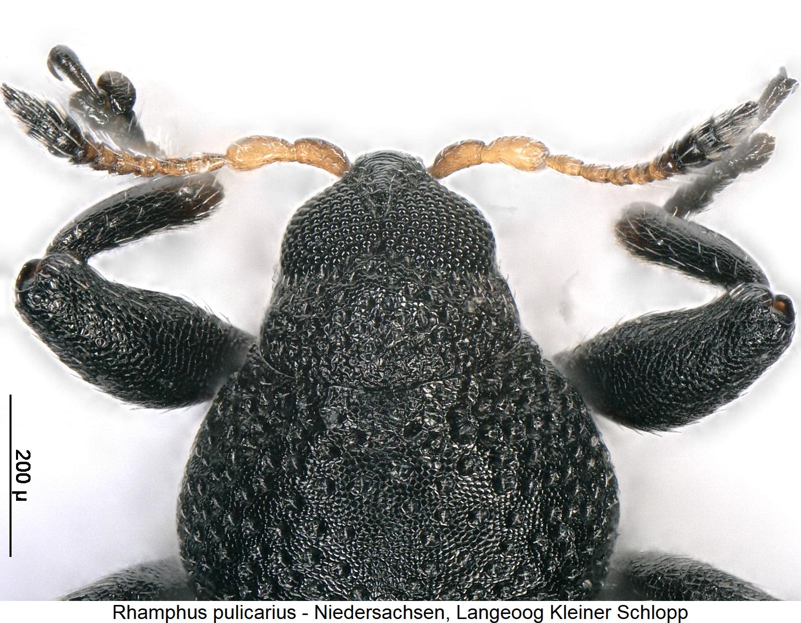 rhamphus_pulicarius_k.jpg