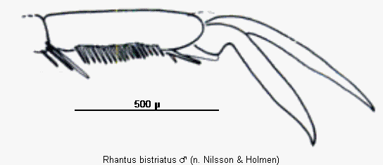 rhantus_bistriatus_vtr.gif