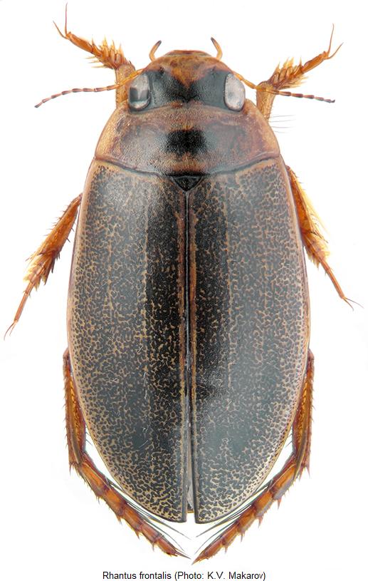 rhantus_frontalis_hab.jpg