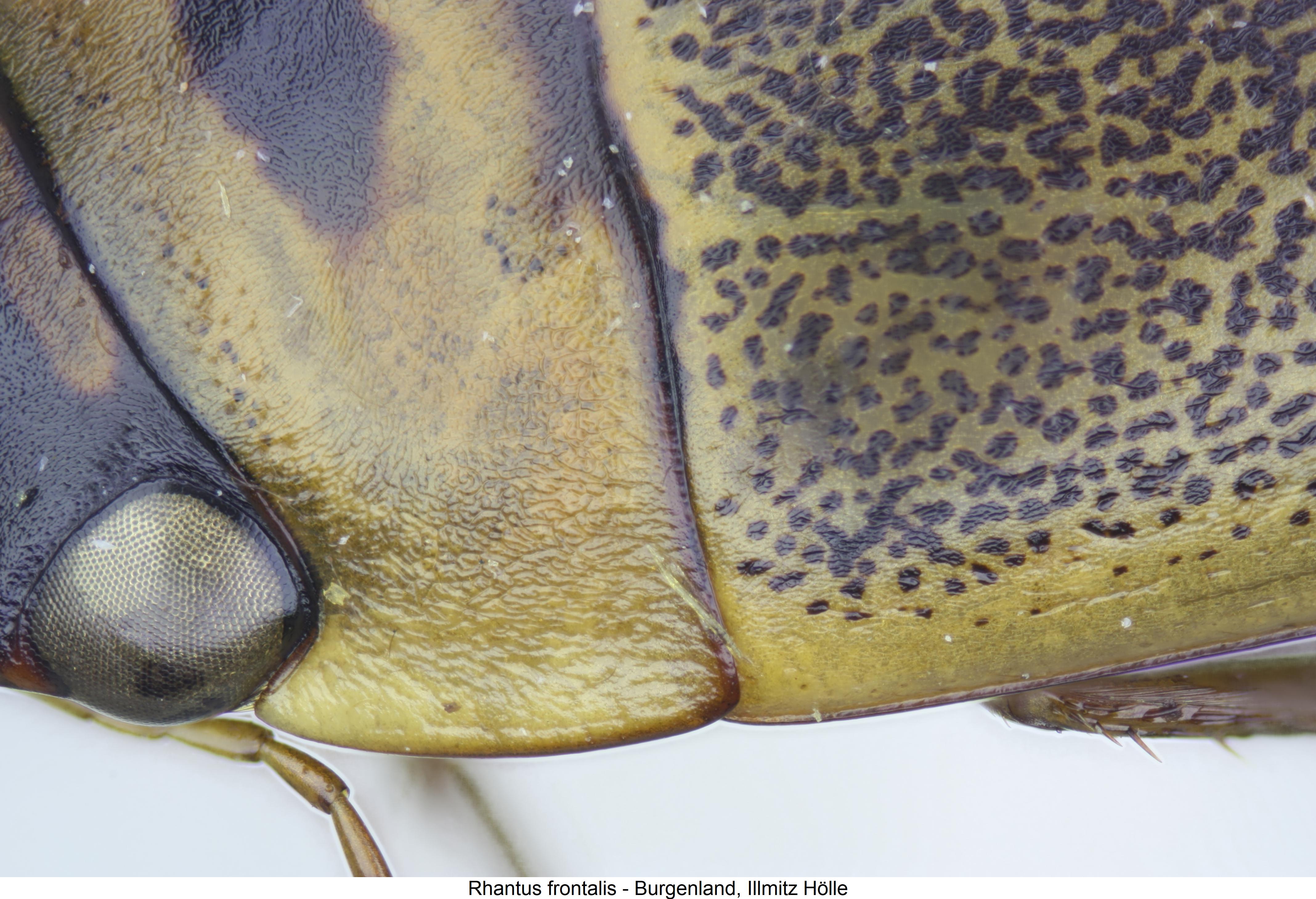 rhantus_frontalis_hsch.jpg