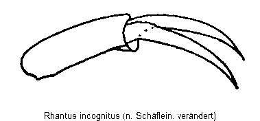 rhantus_incognitus_vtr.gif