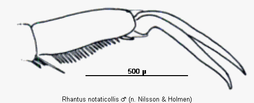 rhantus_notaticollis_vtr.gif