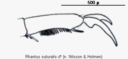 rhantus_suturalis_vtr.gif