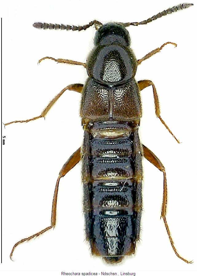rheochara_spadicea_hab.jpg