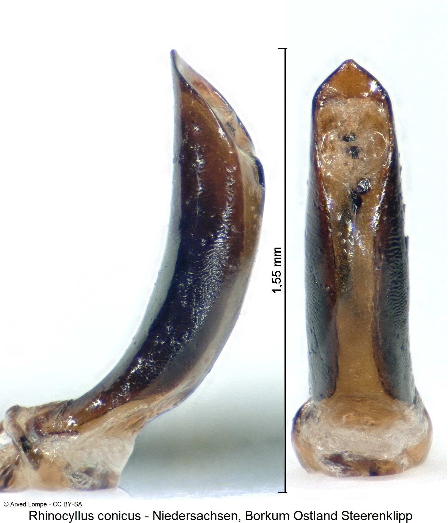 rhinocyllus_conicus_ck33137838.jpg