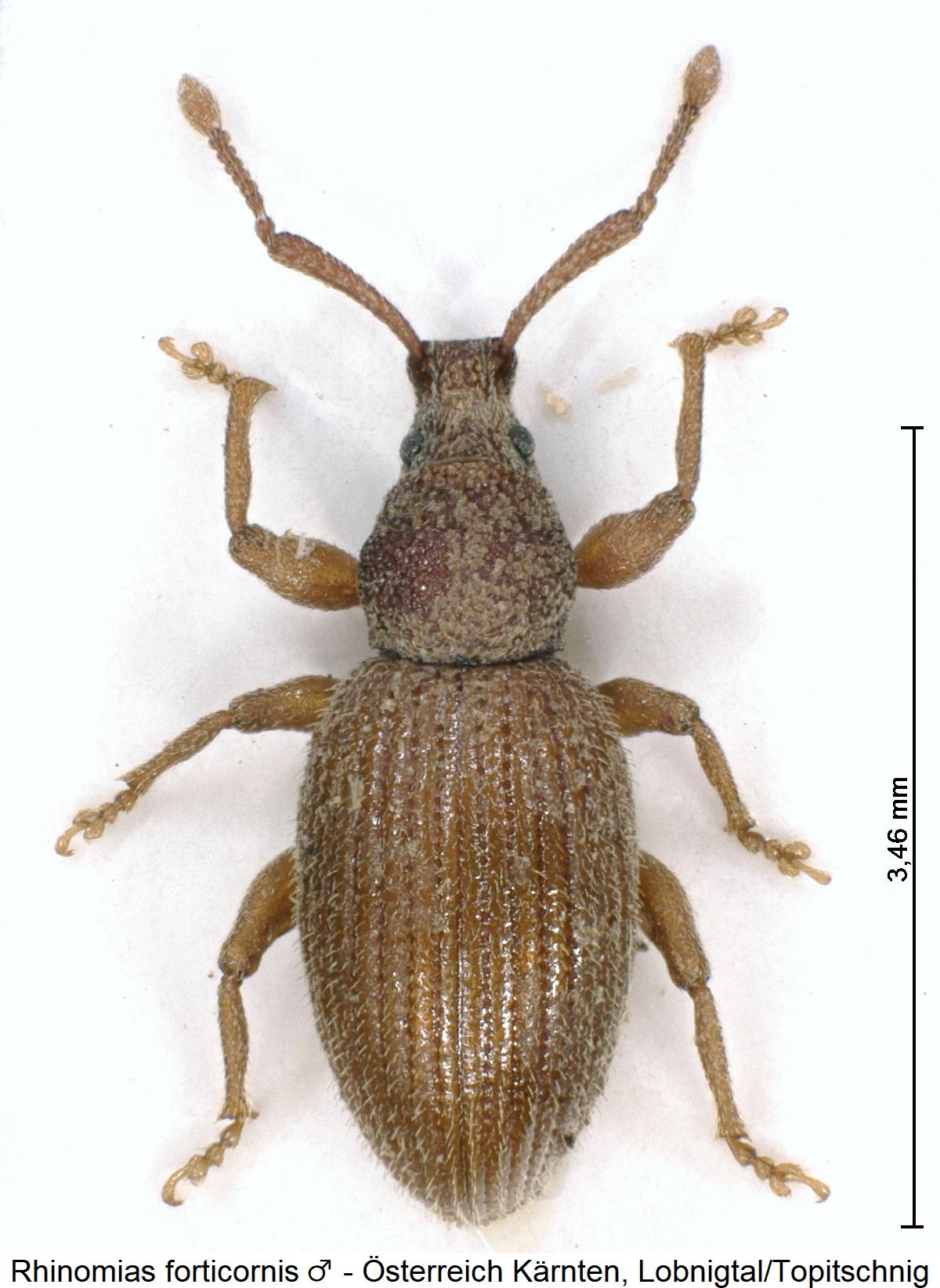 rhinomias_forticornis_m_hab.jpg