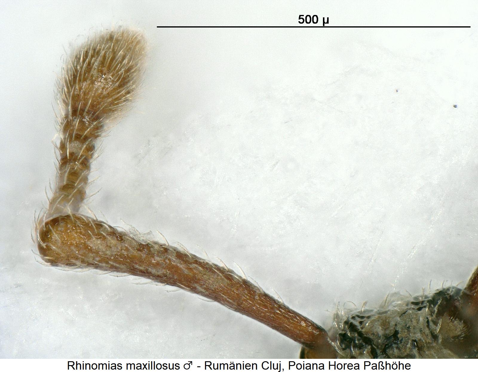 rhinomias_maxillosus_m_f.jpg