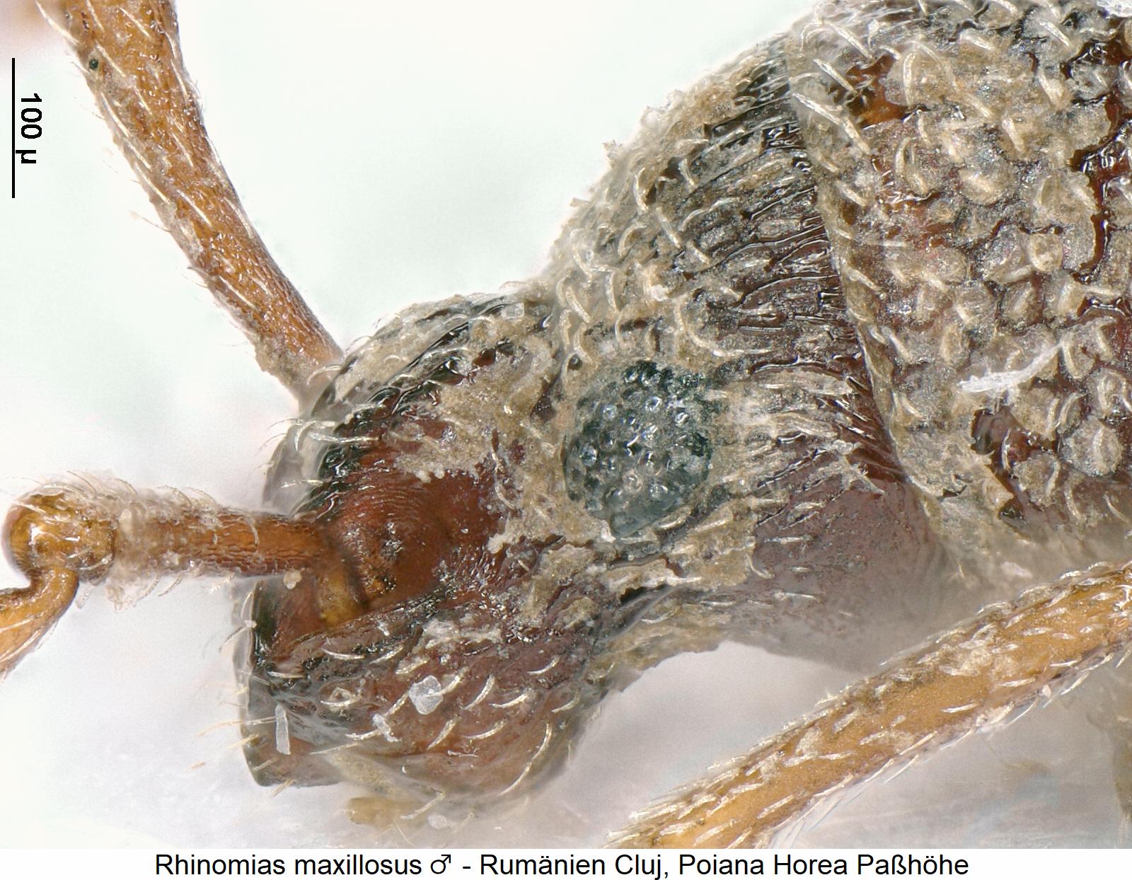 rhinomias_maxillosus_m_sa.jpg