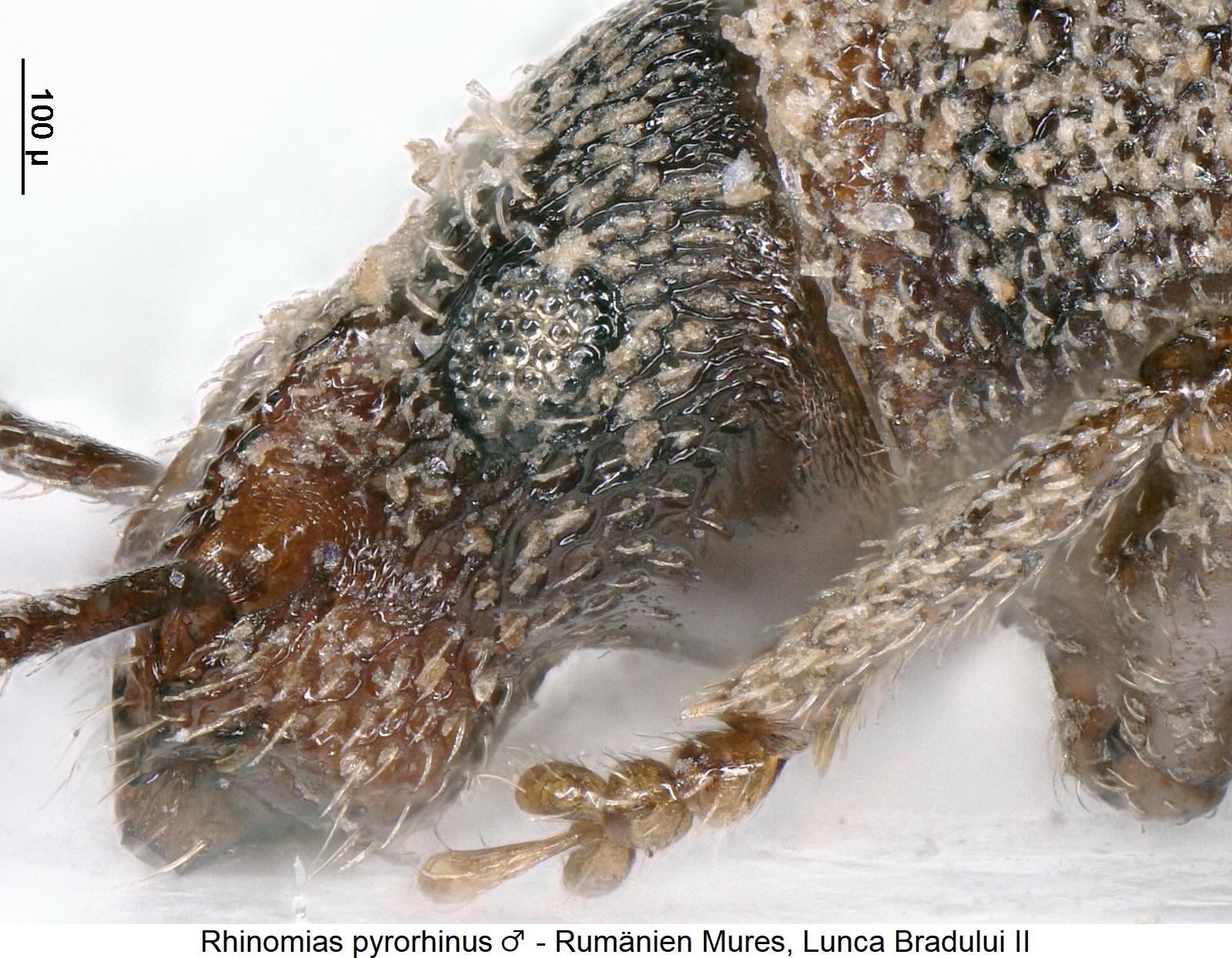 rhinomias_pyrorhinus_m_sa.jpg