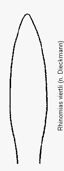 rhinomias_viertli.gif