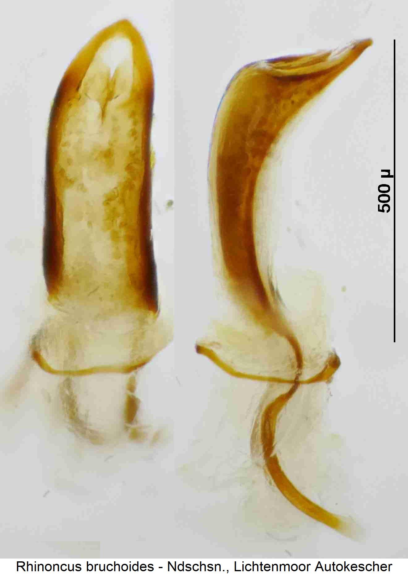 rhinoncus_bruchoides1.jpg