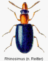 rhinosimus_rtt.gif