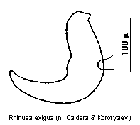 rhinusa_exigua_sperm.gif