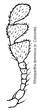 rhizopertha_dominica_f.gif