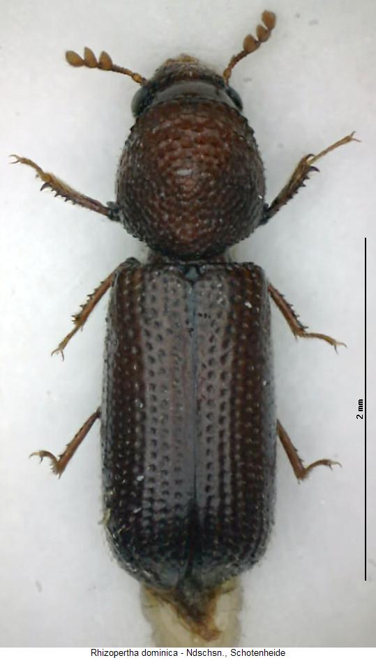 rhizopertha_dominica_hab.jpg
