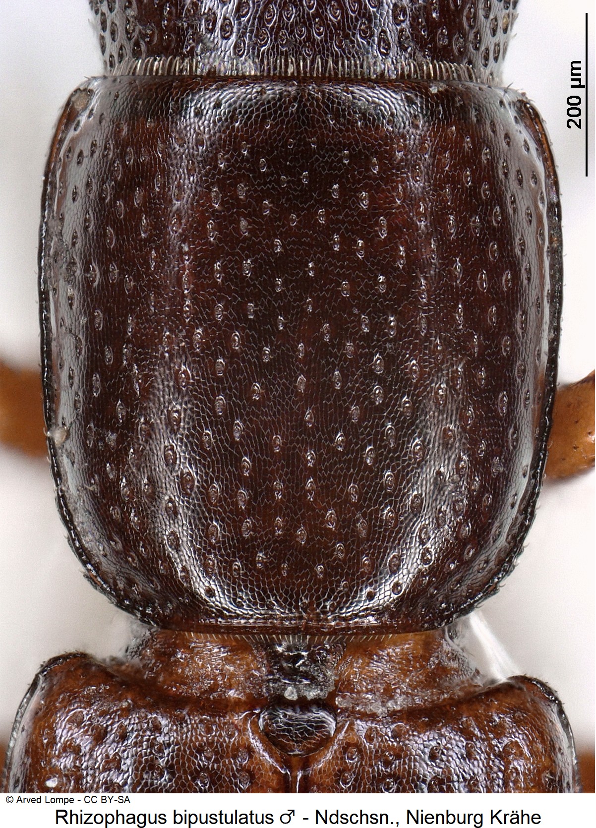 rhizophagus_bipustulatus_m_ck20351_hsch.jpg