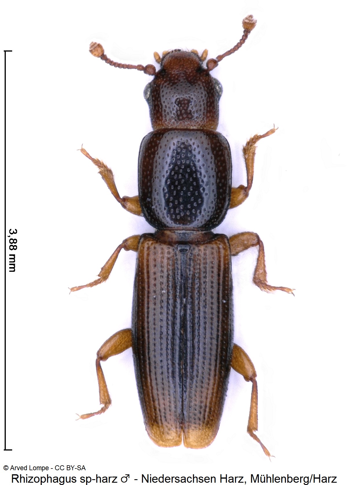 rhizophagus_brancsiki_m_hab.jpg