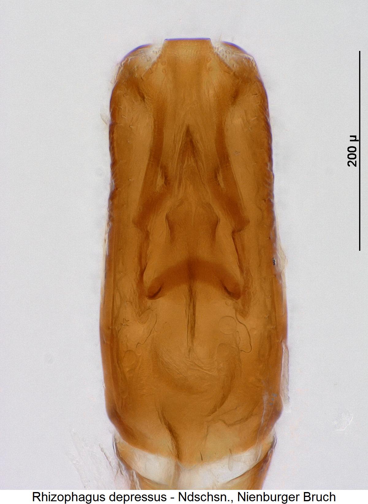 rhizophagus_depressus2.jpg