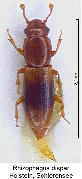 rhizophagus_dispar_hab.jpg
