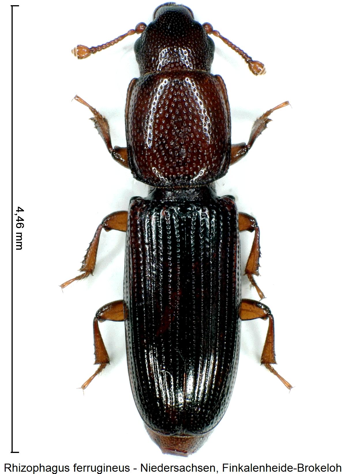 rhizophagus_ferrugineus_hab1.jpg