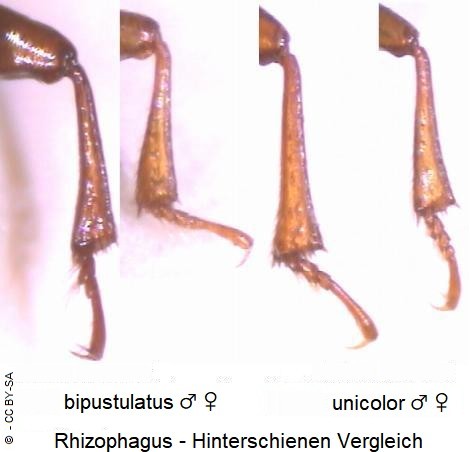 rhizophagus_hschn.jpg