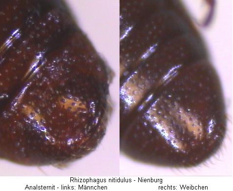 rhizophagus_nitidulus_as.jpg