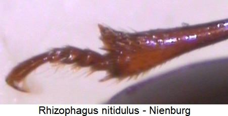 rhizophagus_nitidulus_vschn.jpg