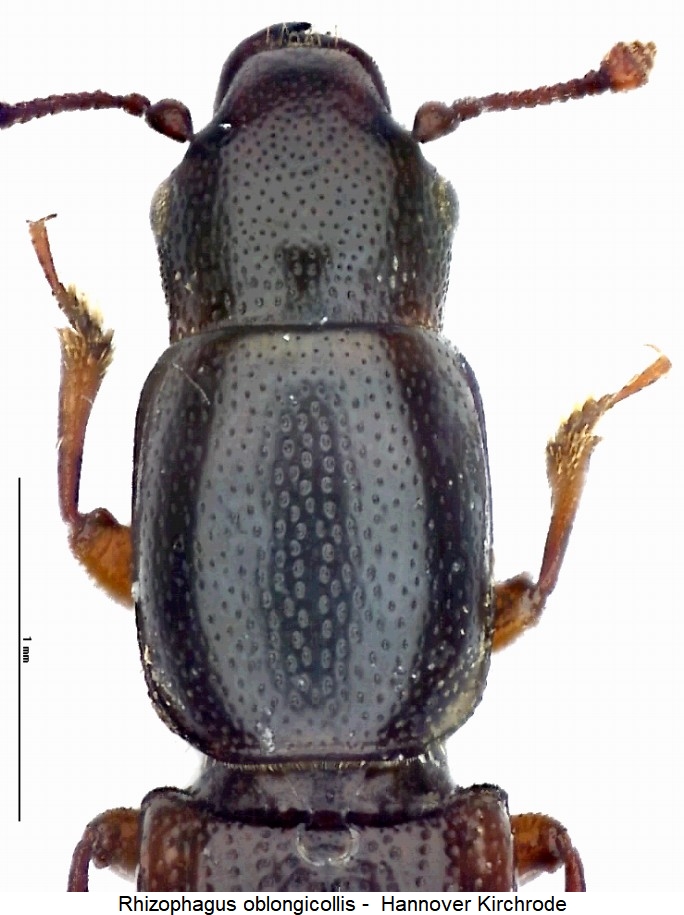 rhizophagus_oblongicollis_vk.jpg