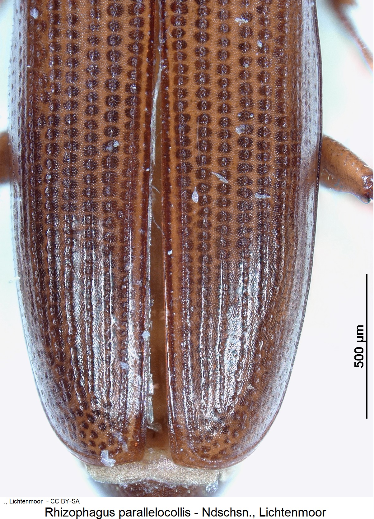 rhizophagus_parallelocollis_fld.jpg