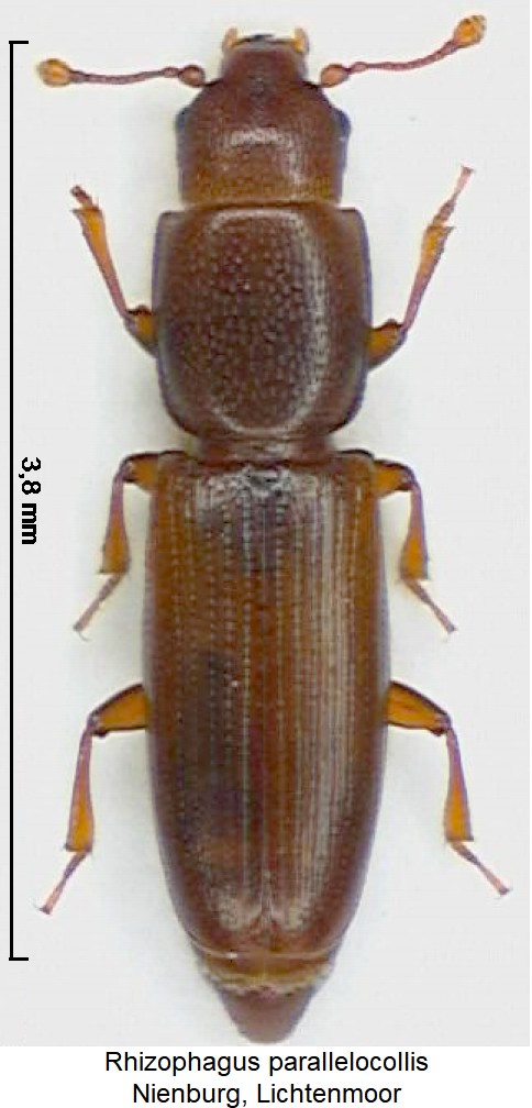 rhizophagus_parallelocollis_hab.jpg