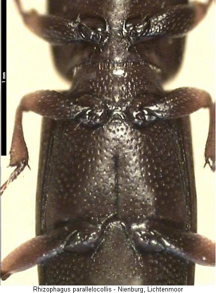 rhizophagus_parallelocollis_us.jpg