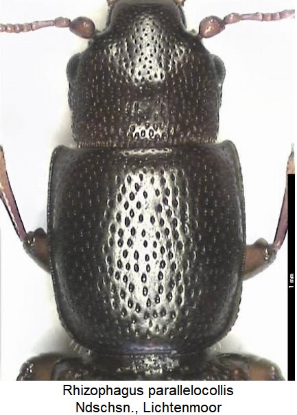 rhizophagus_parallelocollis_vk.jpg