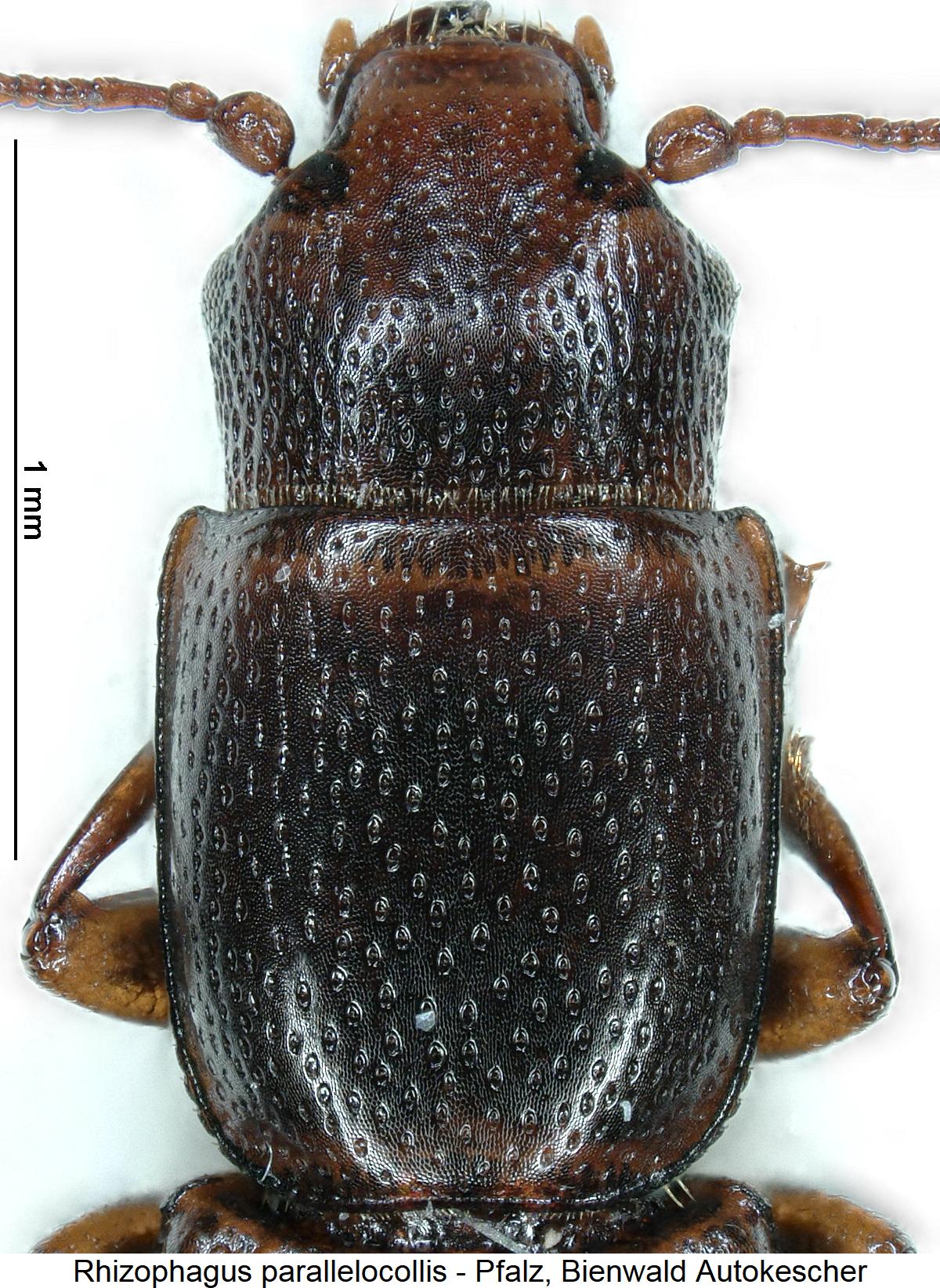 rhizophagus_parallelocollis_vk1.jpg