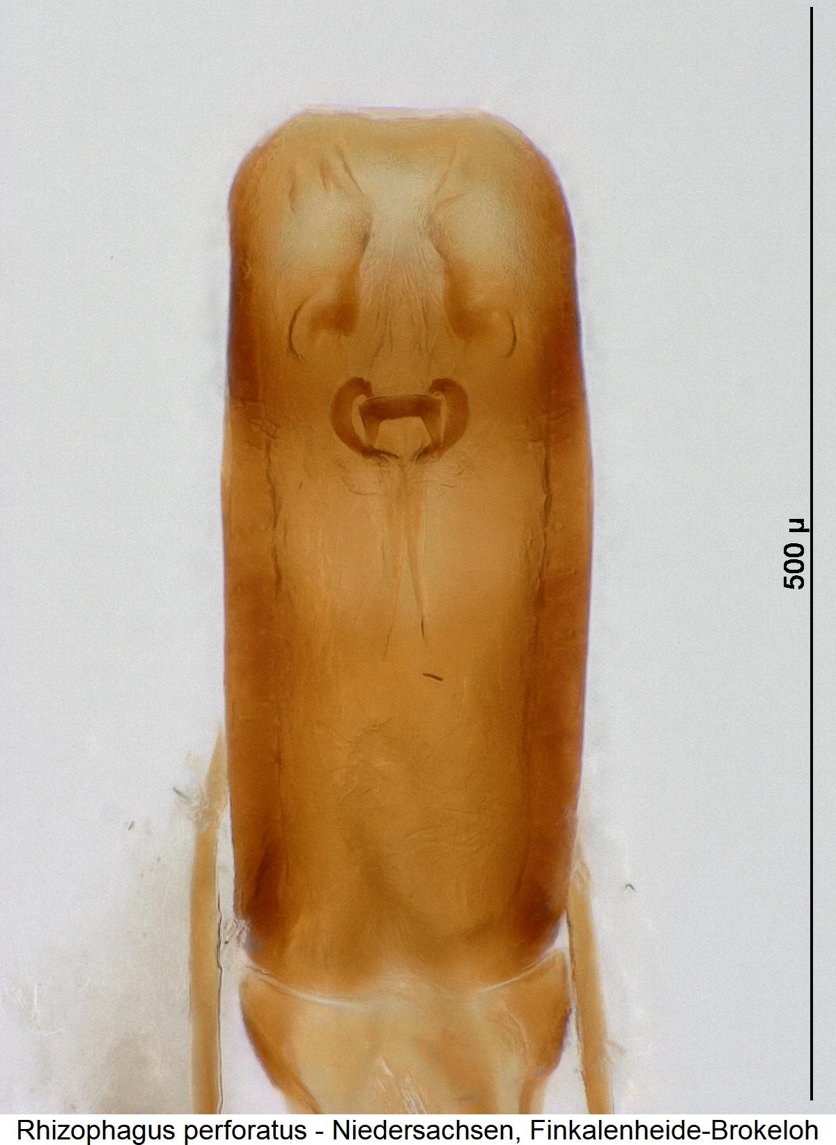 rhizophagus_perforatus2.jpg