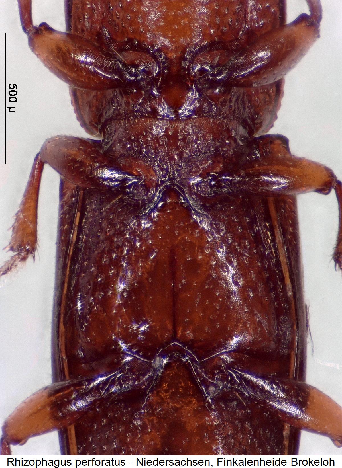 rhizophagus_perforatus_us.jpg
