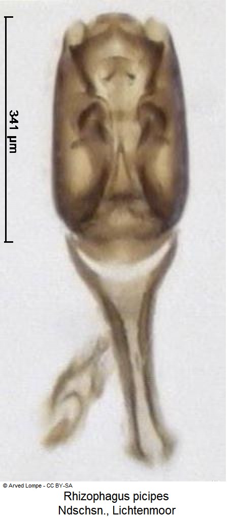 rhizophagus_picipes.jpg